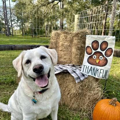 ElderPaws Park