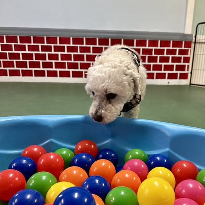ElderPaws Park