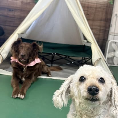 ElderPaws Park
