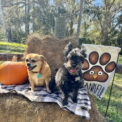 ElderPaws Park