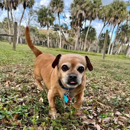 ElderPaws Park