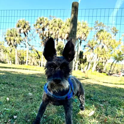 ElderPaws Park